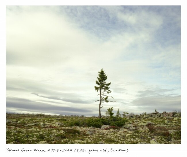 02_Sussman_spruce_0910_11a07