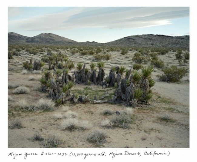 11_Sussman_MojaveYucca_0311_1233