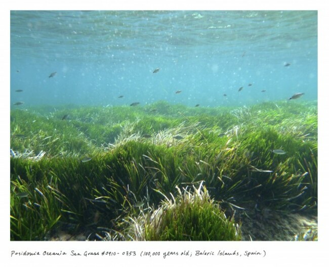 08_Sussman_seagrass_0910_0753