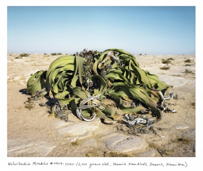 06_Sussman_Welwitschia_0707_22411_txt