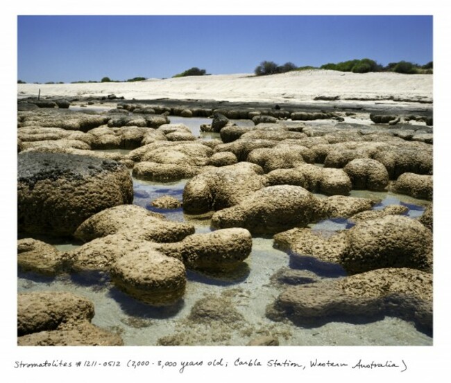 03_Sussman_WA_Stromatolites_1211_0512