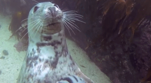 sealrub