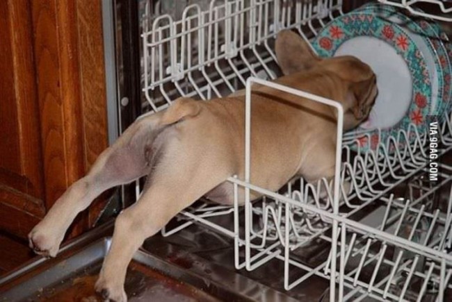 My dog thinks that he's a dishwasher.