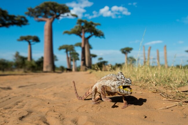 Chameleon on the walk - 2014-04-20_246639_spontaneous-moments.jpg