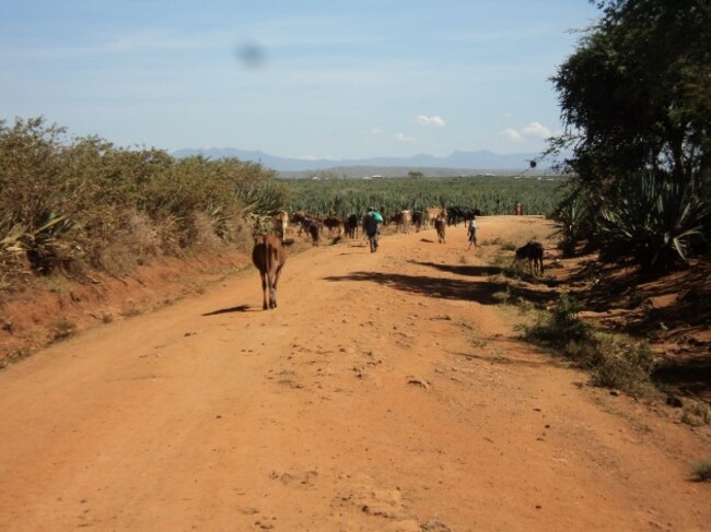 Cows in search of grass and water