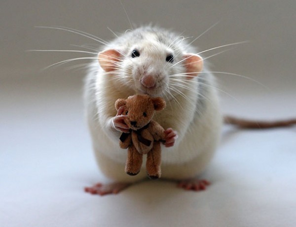 Rat with Teddy Bear. - Imgur
