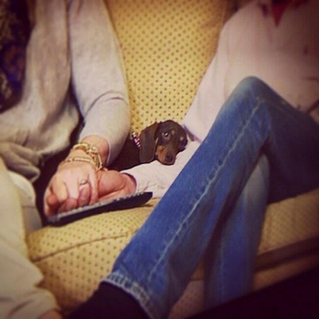 Happiest dog in Britain. If you haven't sat through an episode of Gogglebox yet, it's worthwhile. Tres amusing. Particularly Steph & Dom. #happy #gigi #c4 #gogglebox #stephanddom #doxie #dachshund #weiner #lowrider #dogsofinstagram