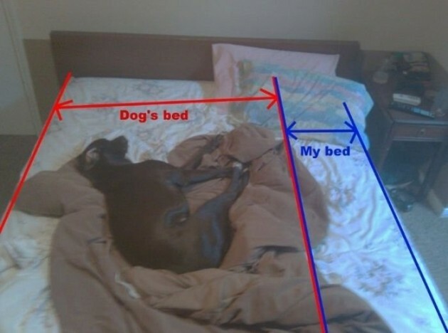 dog takes up bed