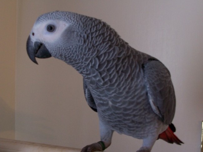 31.Young grey