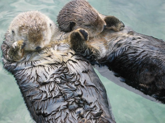 Sea otters holding hands to keep from drifting apart while sleeping.Just want to carry them up and give them each a kiss. - Imgur