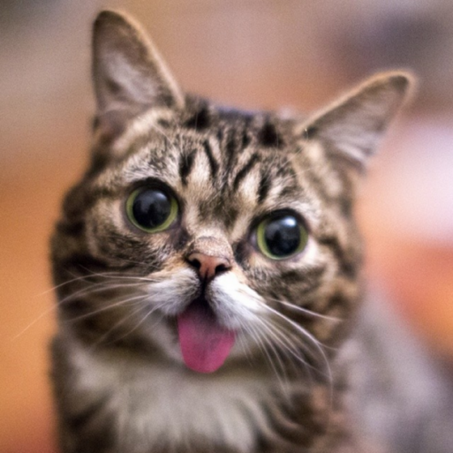 lilbub