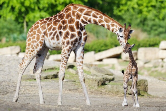 DublinZoo 006