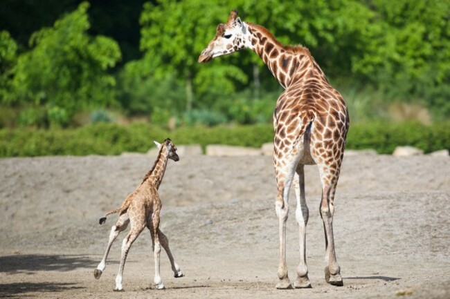 DublinZoo 005