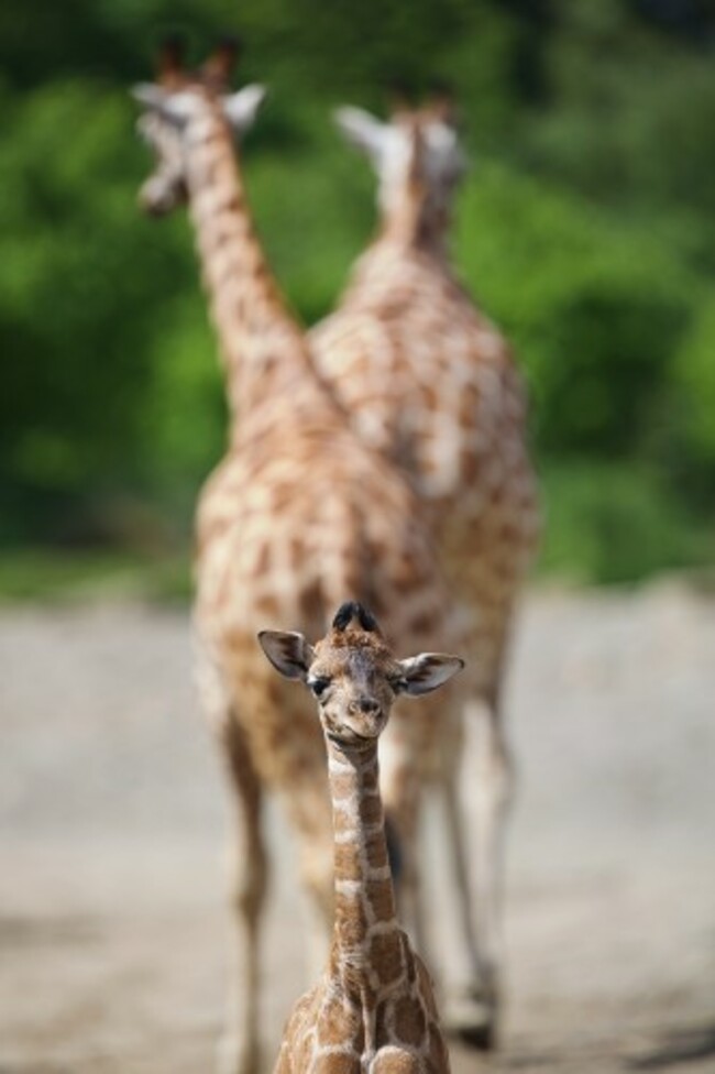 DublinZoo 004