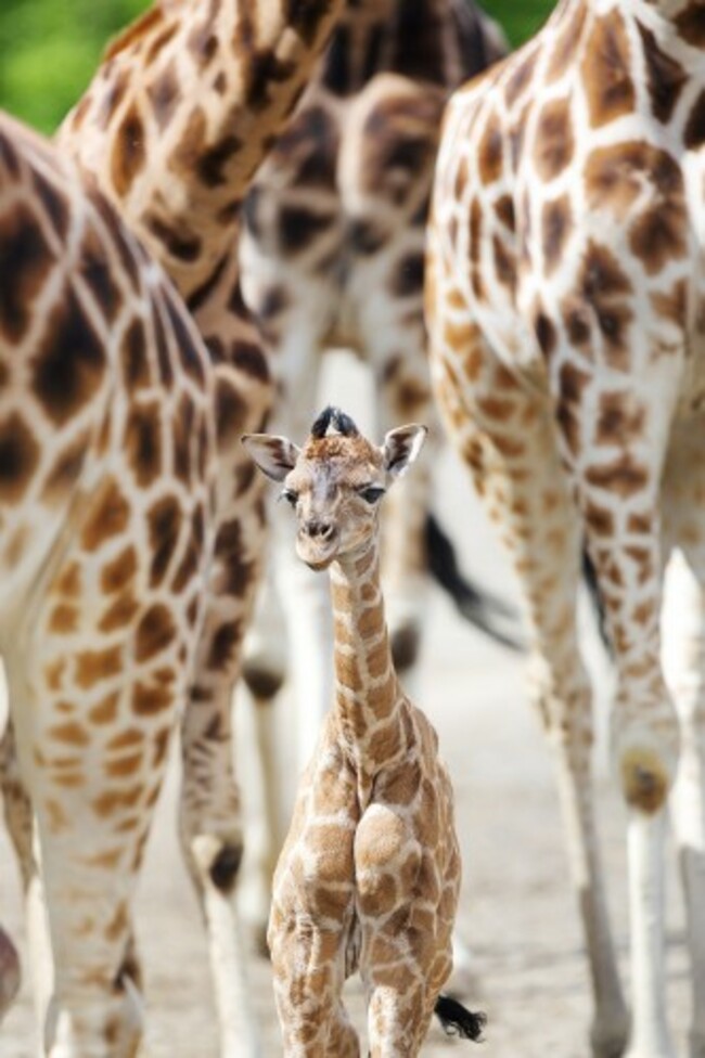 DublinZoo 003