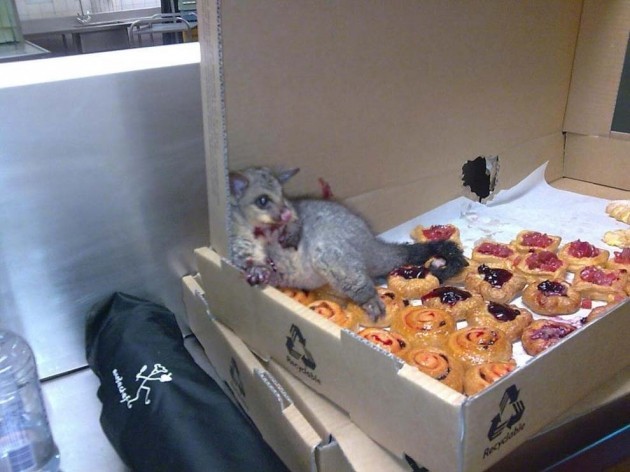 I thought ya'll would enjoy this possum who broke into a bakery & ate so many danishes that he couldn't leave. - Imgur