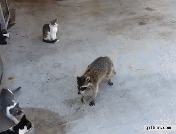 1374508106_roccoon_steals_cats_food1