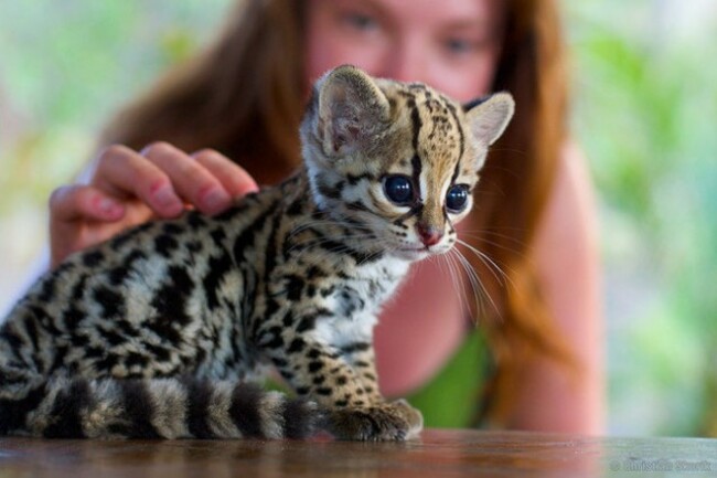 A Baby Ocelot - Imgur