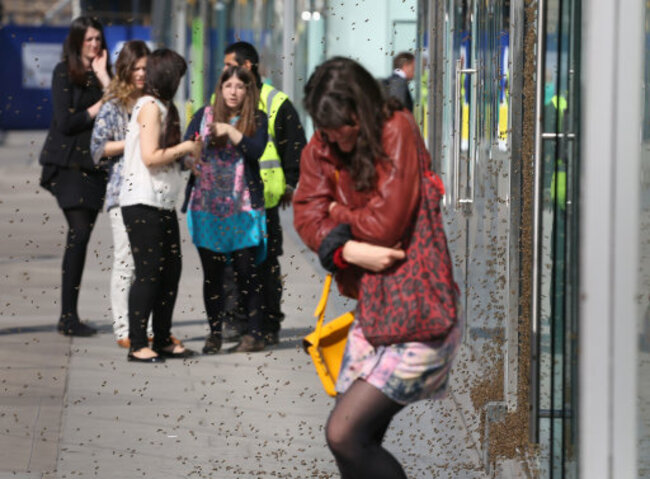 Bees in Victoria Street