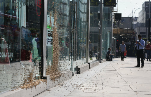 Bees in Victoria Street