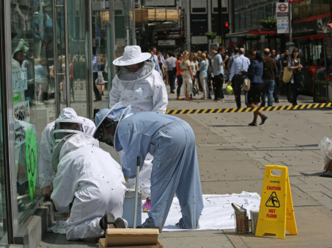 Bees in Victoria Street