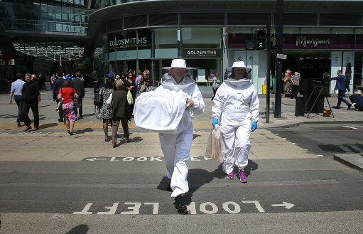 Bees in Victoria Street