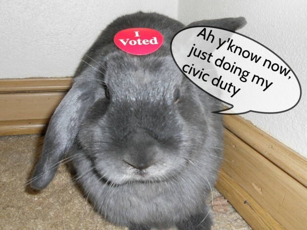 bunnyvote