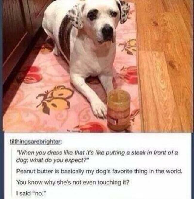 dog
