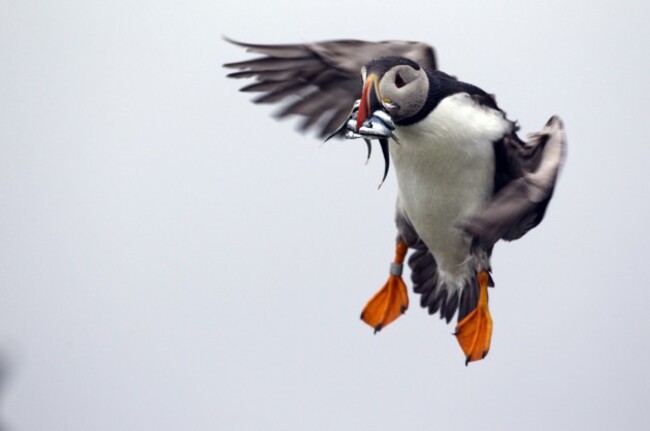 Puffins in Peril