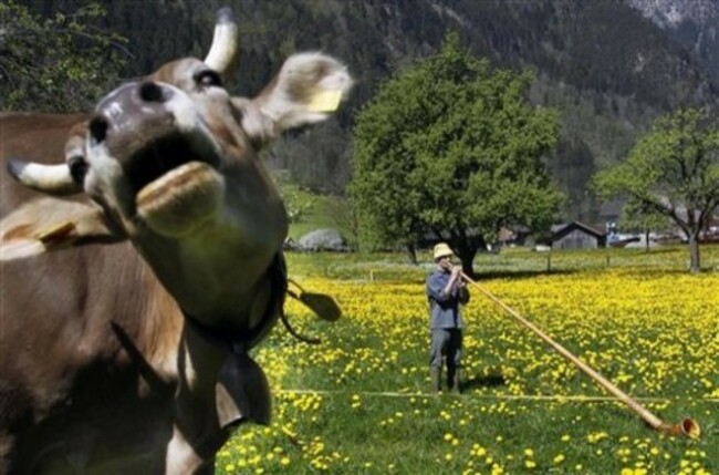 animal-photobombs-37