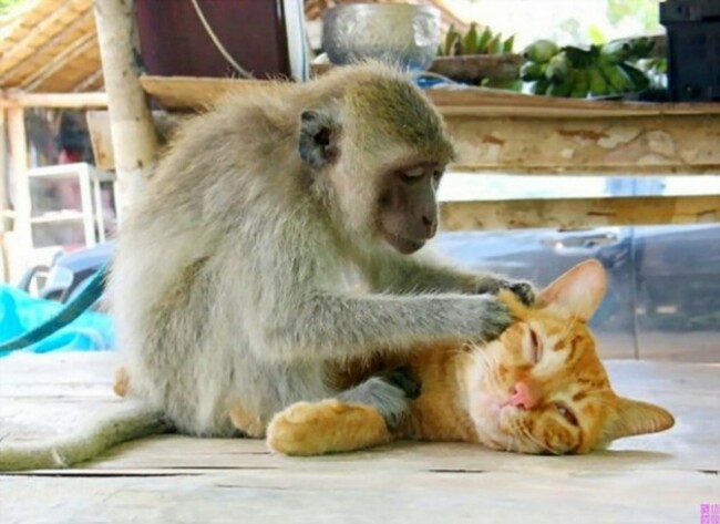 Cat and Monkey - Imgur