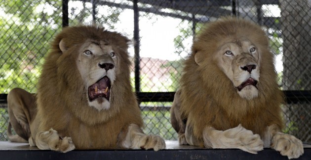 Shocked lions. - Imgur