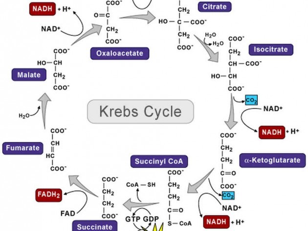 krebs_cycle-46b152fcf30abdad1e42cce4ded6e2d99d00f458-s6-c30