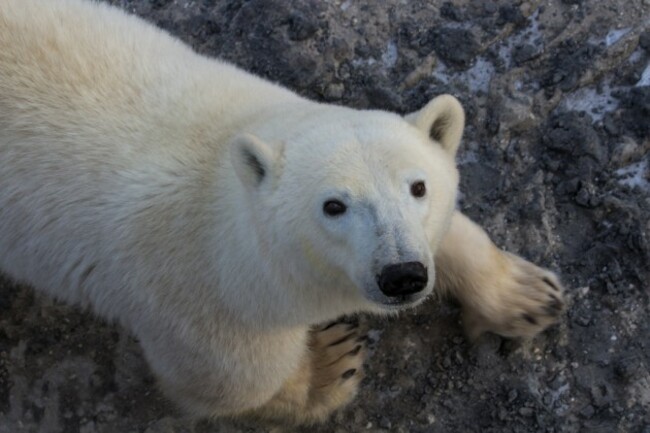 Wild Polar Bears in Churchill