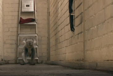 To those who have never seen a koala running.. - Imgur
