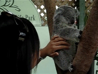 How to tell if your koala is ticklish. - Imgur