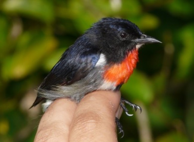 wakatobi-flowerpecker-male-390x285