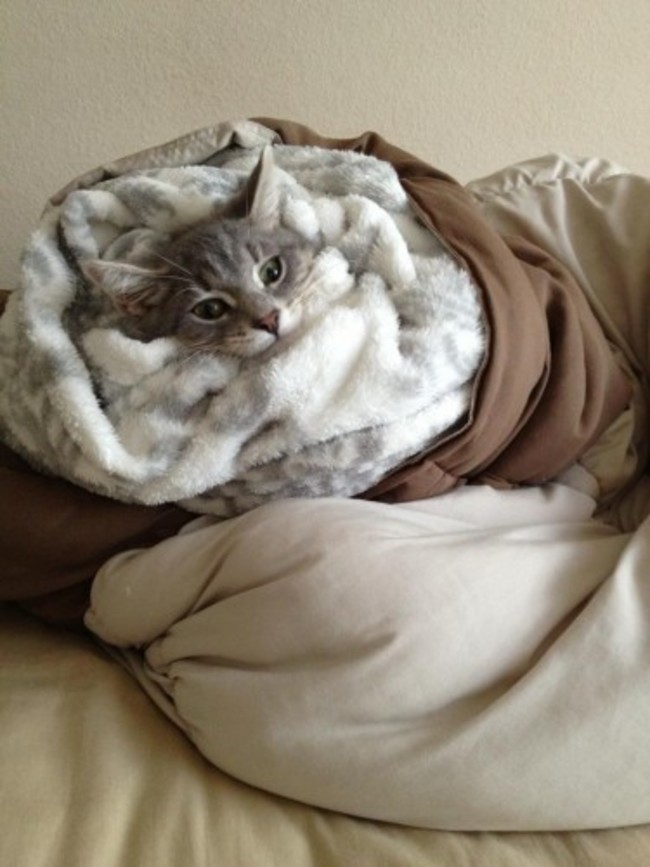 My girlfriend likes to roll him up into a kitten burrito - Imgur