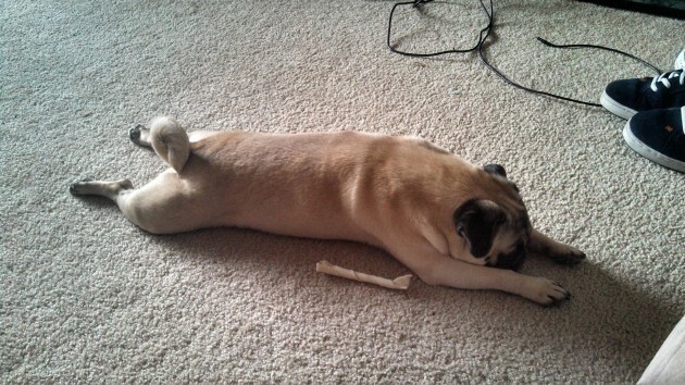 Sprawled out pug - Imgur