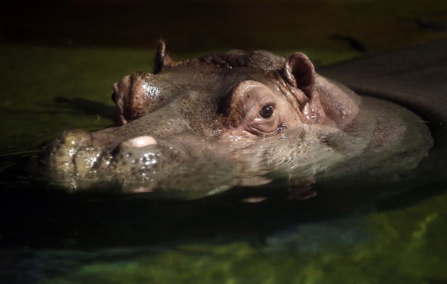 NJ Aquarium Hippos