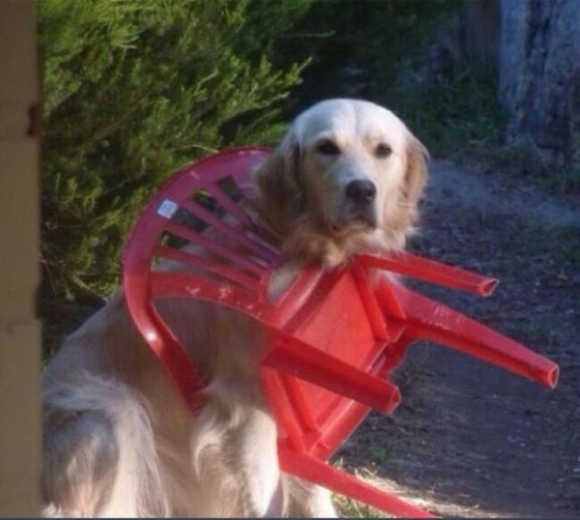 chairdog