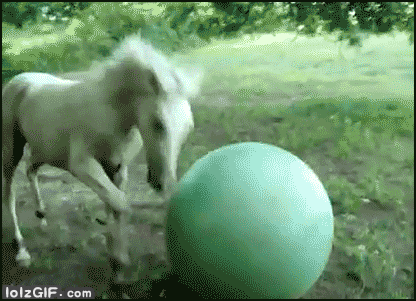 horse-exercise-ball