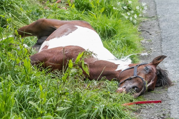 Sulky Race Horse Death Kilkenny-9
