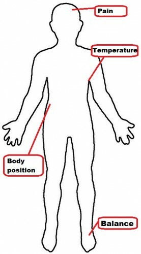 human body