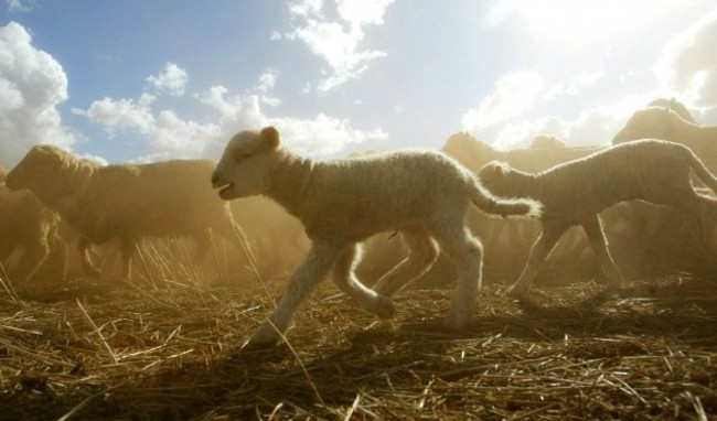 AUSTRALIA WOOL BOYCOTT