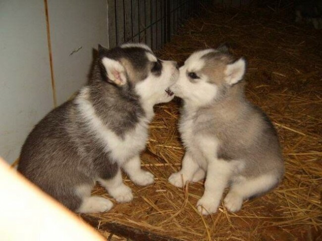 Husky-OnePupBitesOtherPupOnNose