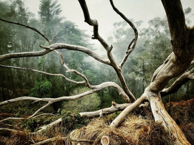 best-photo-of-trees-aaron-pike-of-san-francisco-calif