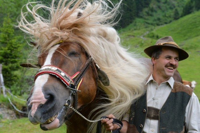 Austria Stallion Fight