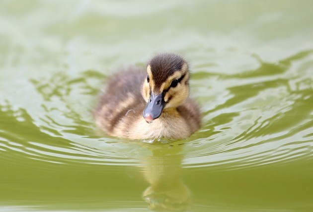 Dublin Scenes - Ducklings. Pictured a