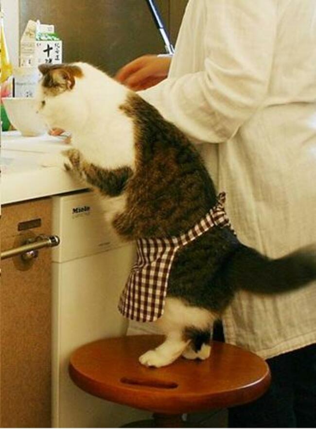 Cooking Cat_cropped